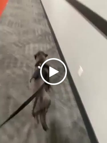 Customer video review of No Pull Bully Proof Harness