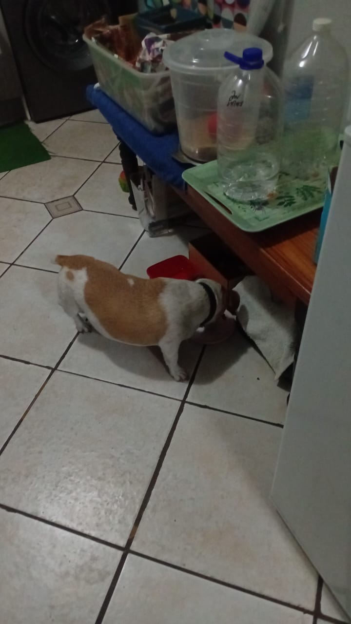 Customer photo review of FlexCare (Joint & Movement Support For Dogs)