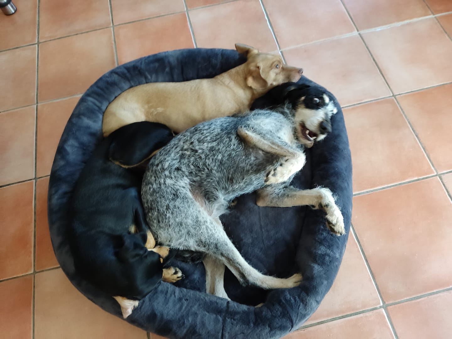Customer photo review of Premium Hundebett Fluffy Deluxe