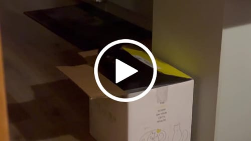 Customer video review of Fit Litter