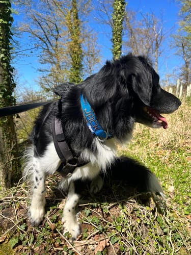 Customer photo review of Neoprene Dog Collar with Name - M | 4Kyon