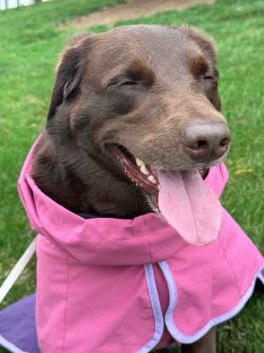 Close-up: Reviewer's happy dog with its eyes closed, showing the fit of the pink Breatheshield™ Dog Raincoat's hood.