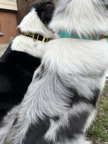 Customer photo review of 4cm LIGHTER Combat® Collar | With Handle Rated Clip - Turquoise & Orange