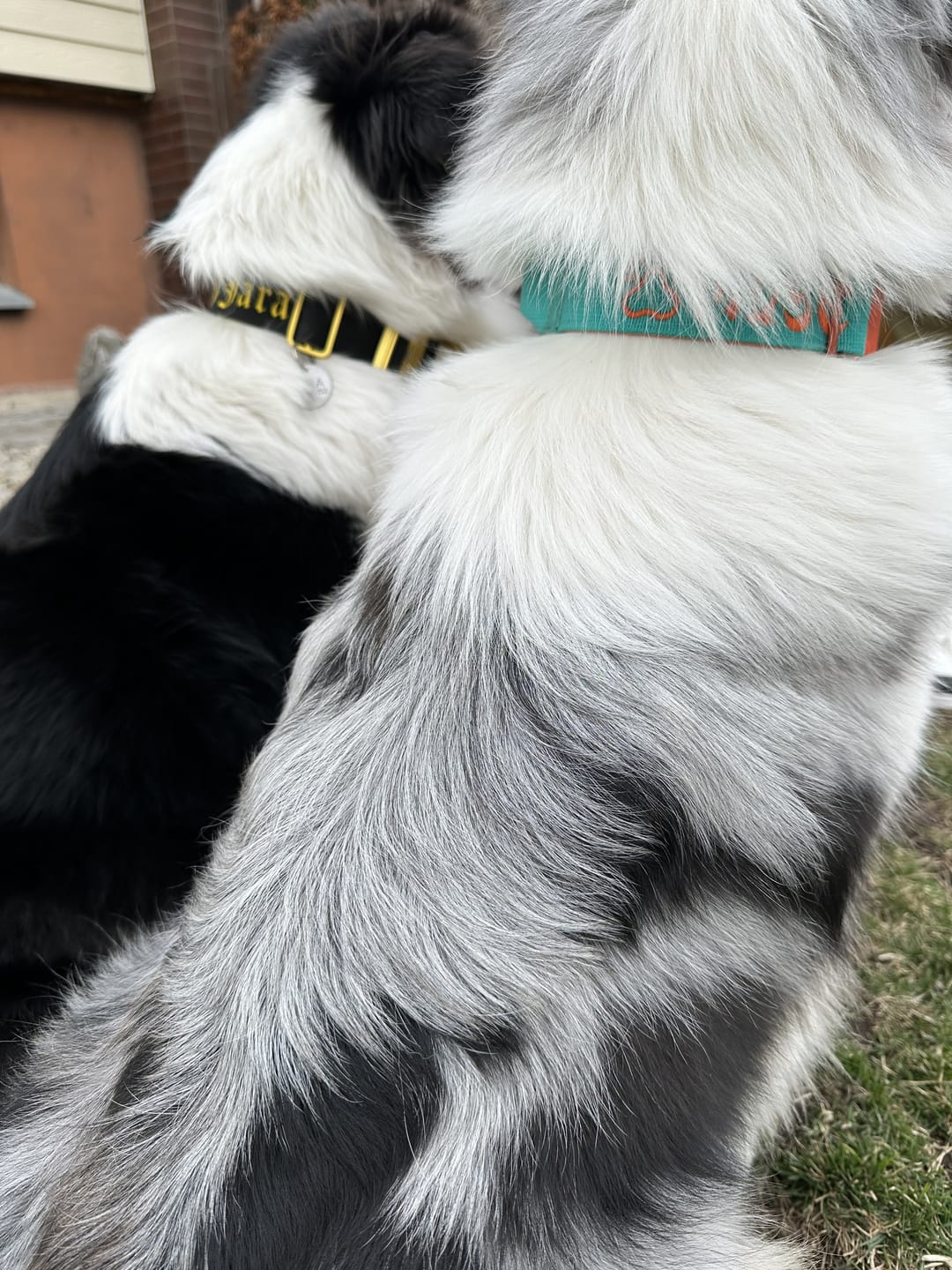 Customer photo review of 4cm LIGHTER Combat® Collar | With Handle Rated Clip - Turquoise & Orange