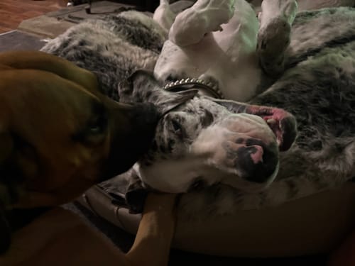 Customer photo review of Large Luxury Dog Bed - Interior/Outdoor