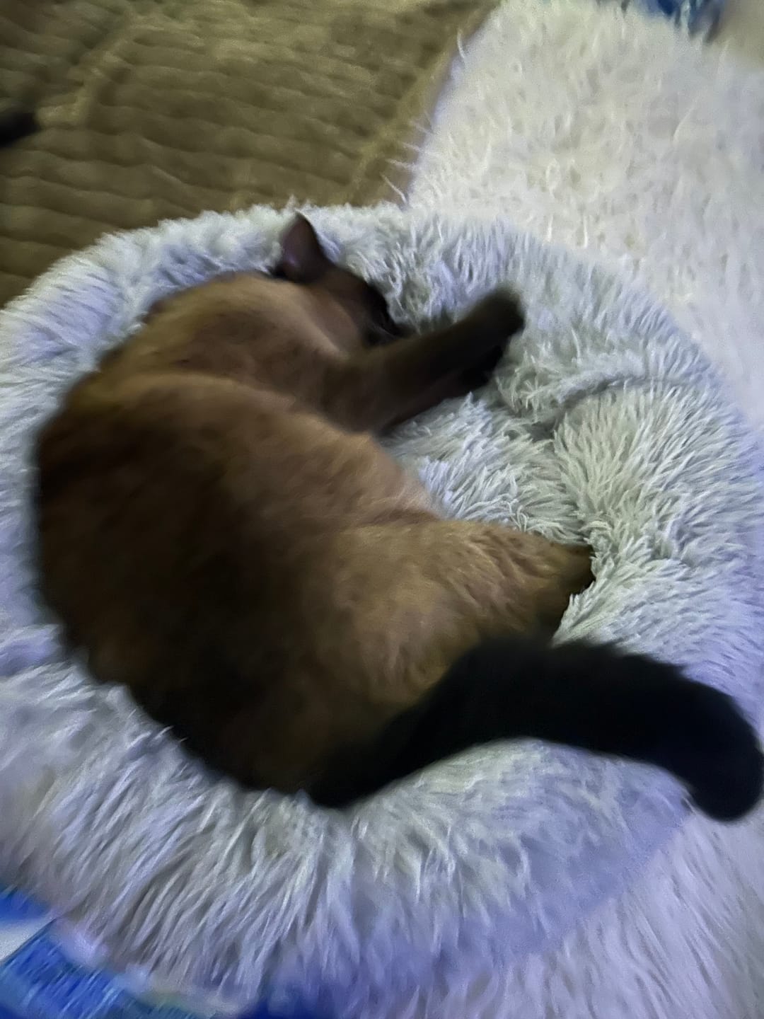 Customer photo review of Calming Pet Bed Machine Washable