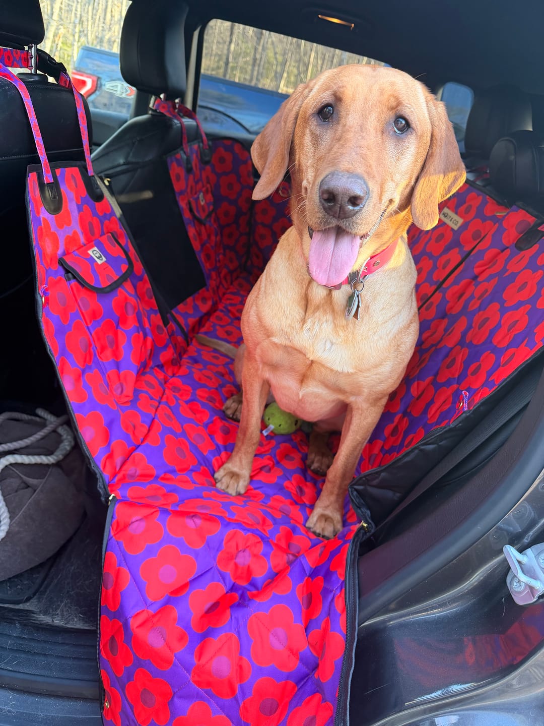 Customer photo review of Mon Chéri - Dog Car Seat Cover