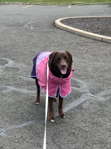 Customer's dog standing on a paved surface wearing the pink and purple Breatheshield™ Dog Raincoat with a white leash.