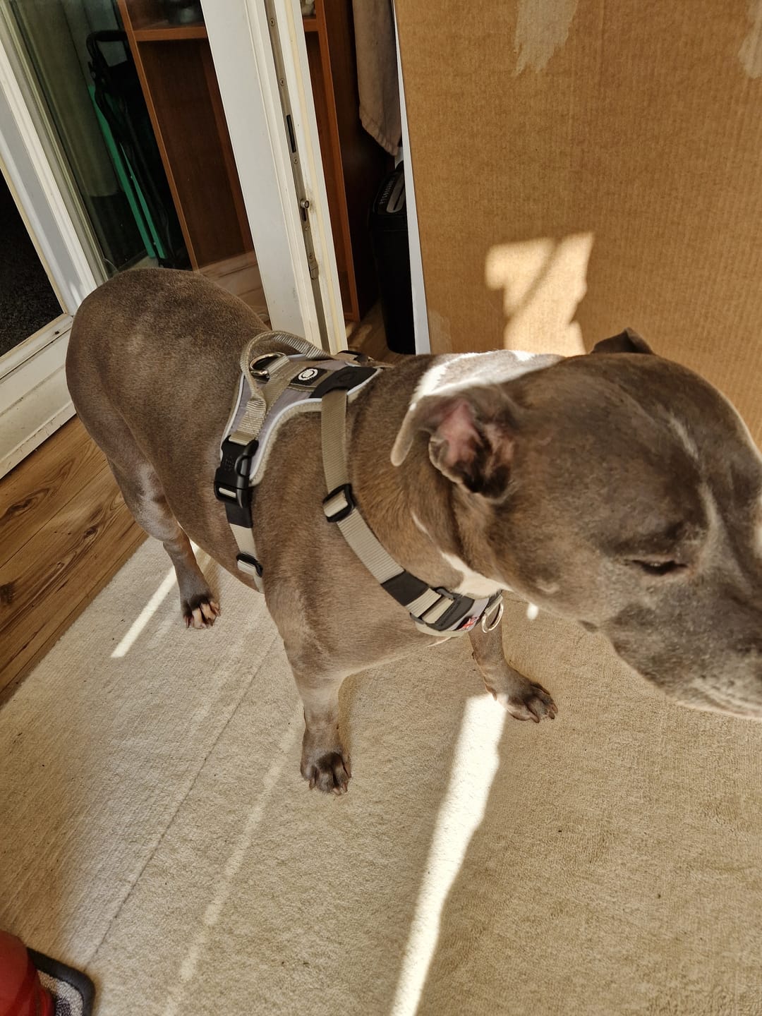 Customer photo review of Anti Pull Hurricane Harness Lighter | With Handle - Grey