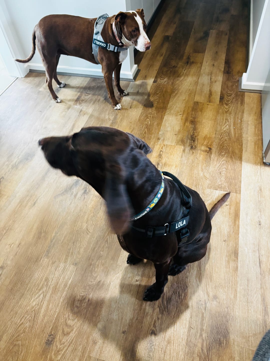 Customer photo review of The Good Dog Harness