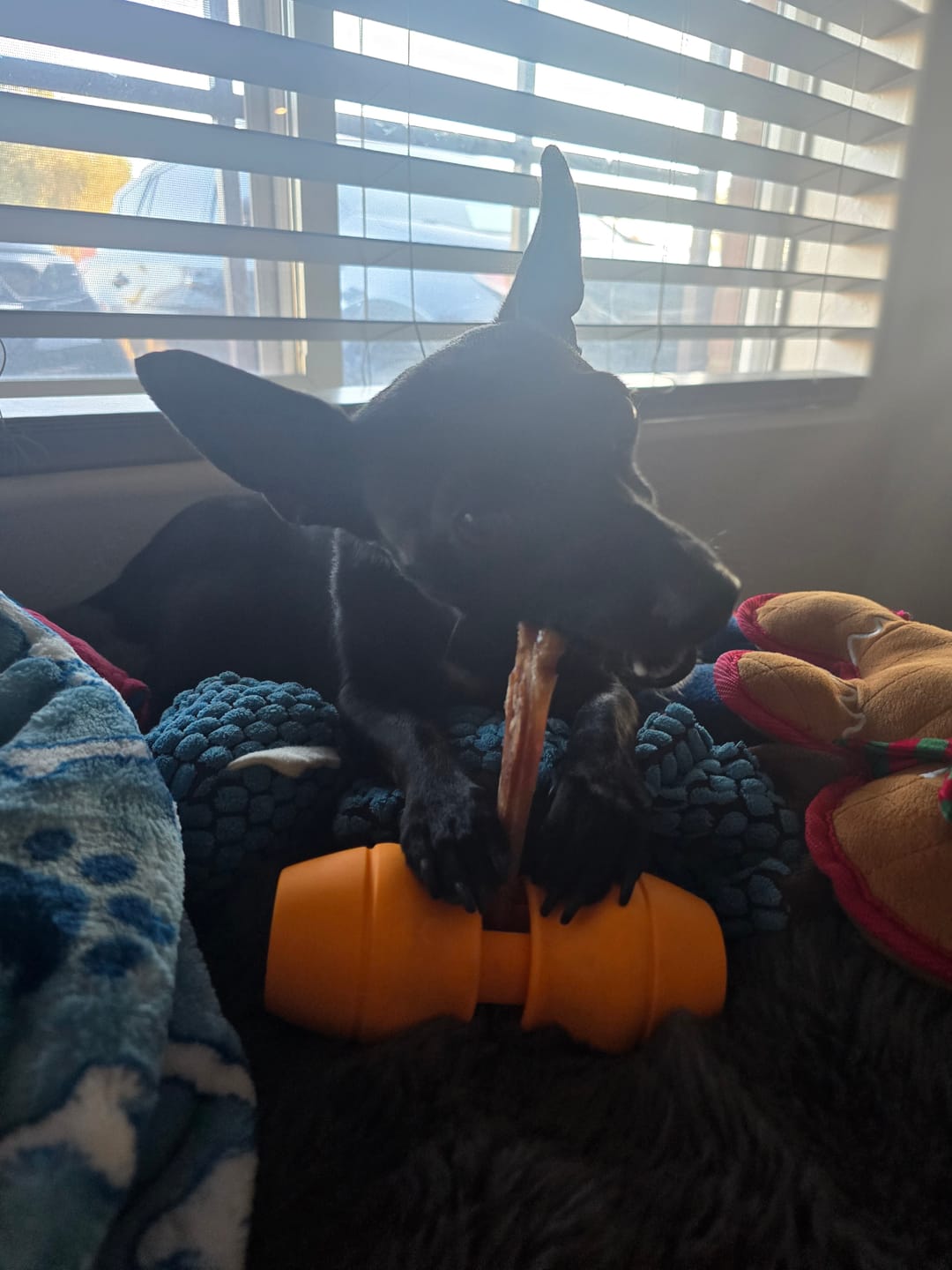 Customer photo review of Regular Bully Sticks