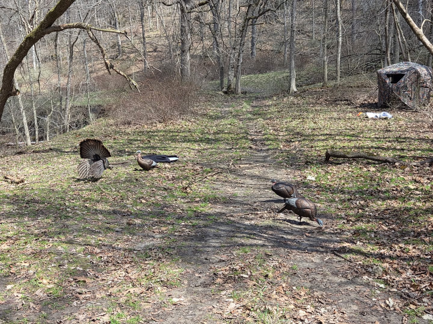 Customer photo review of VisST 270° See Through Ground Blinds | Pop Up Portable Blinds for 2 3 Person Deer Hunting with Silent Magnetic Door