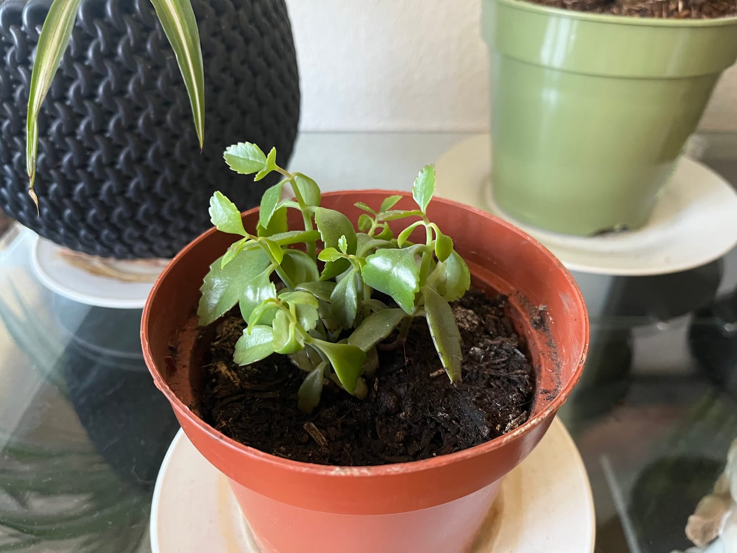 Customer photo review of Secret Jardin LED Power Pack 250W FS