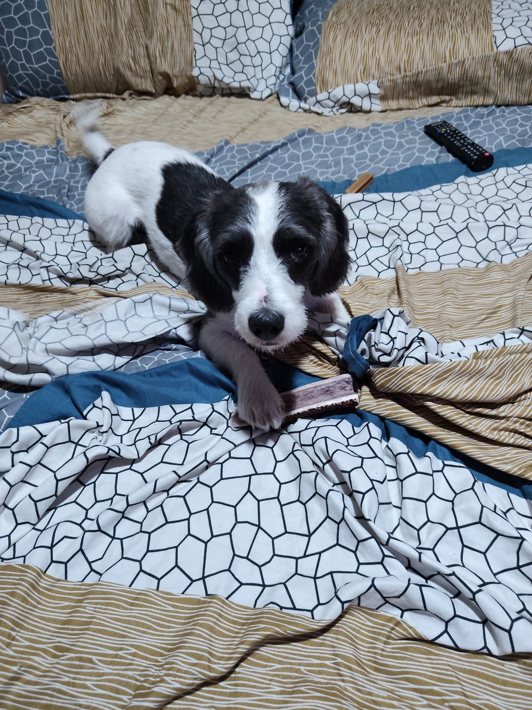 Customer photo review of Asta de ciervo para perros - Regular