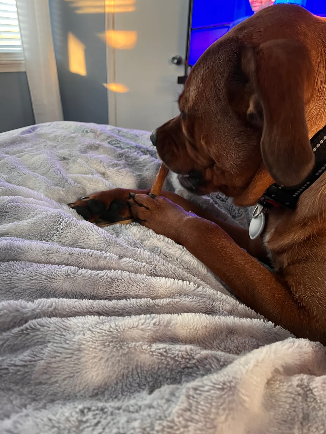 Customer photo review of Split Beef Cheek Sticks