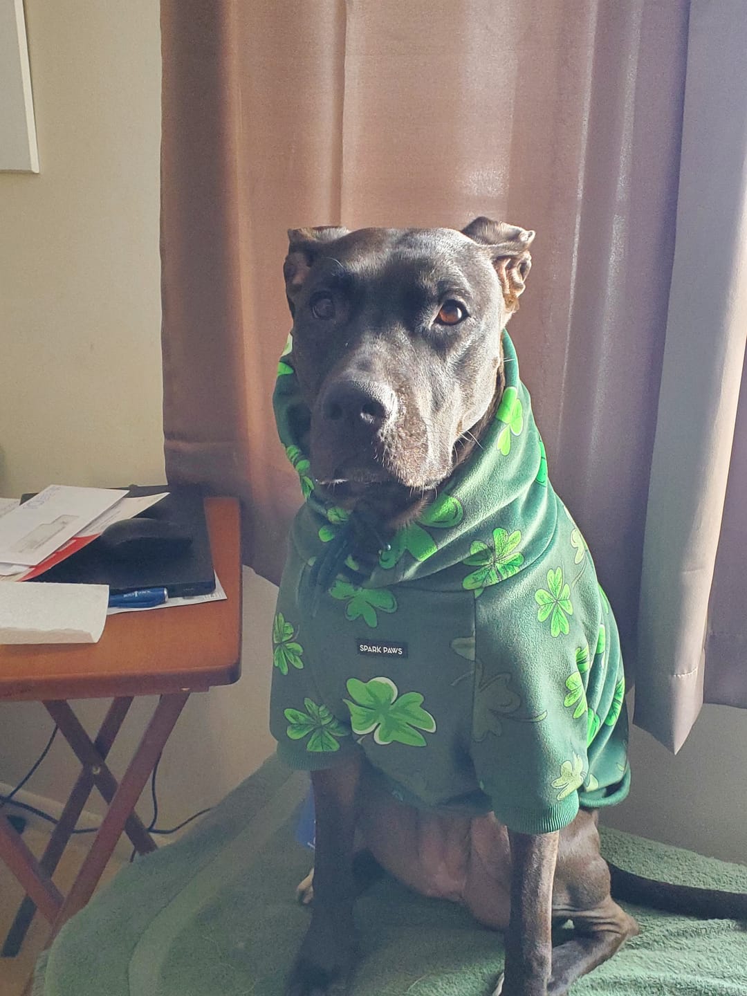 Customer photo review of St. Paddy's Human Hoodie - Dark Green (Limited Edition)