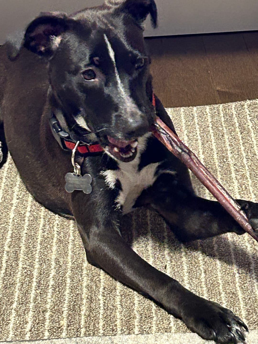 Customer photo review of 12 Inch Braided Bully Sticks