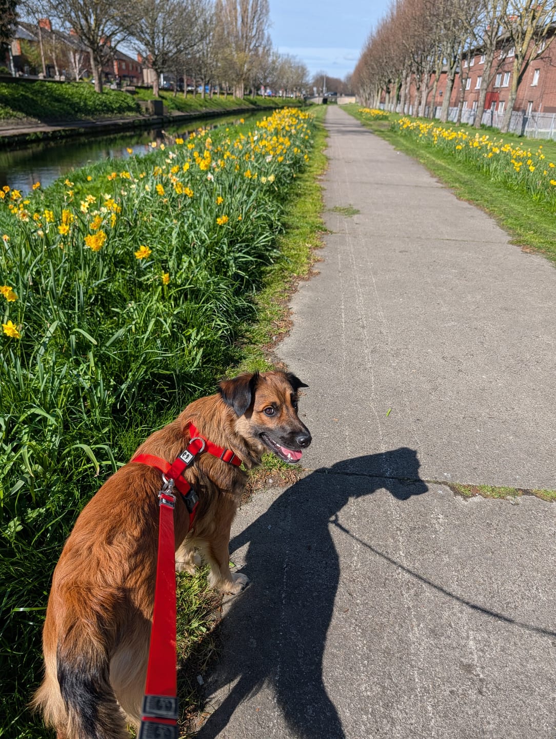 Customer photo review of City harness