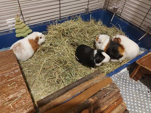 Customer's four guinea pigs gathered around a fresh pile of Timothy Hay Box 'Blend' in their cage.