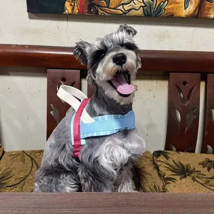 Customer photo review of Mist and Merlot Pet Harness & Leash Set