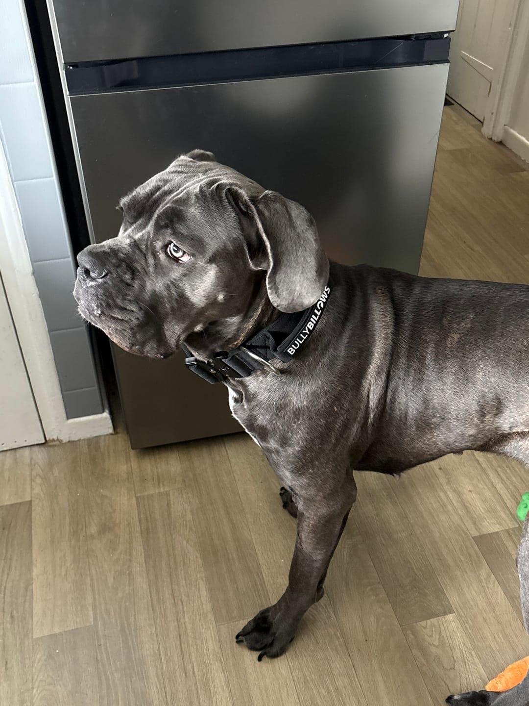 Customer photo review of 5cm Combat® Collar | With Handle & Secure Clip - Black