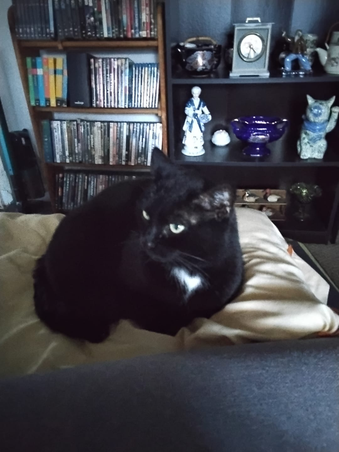 Customer photo review of Cat Dental Care & Bad Breath Remedy