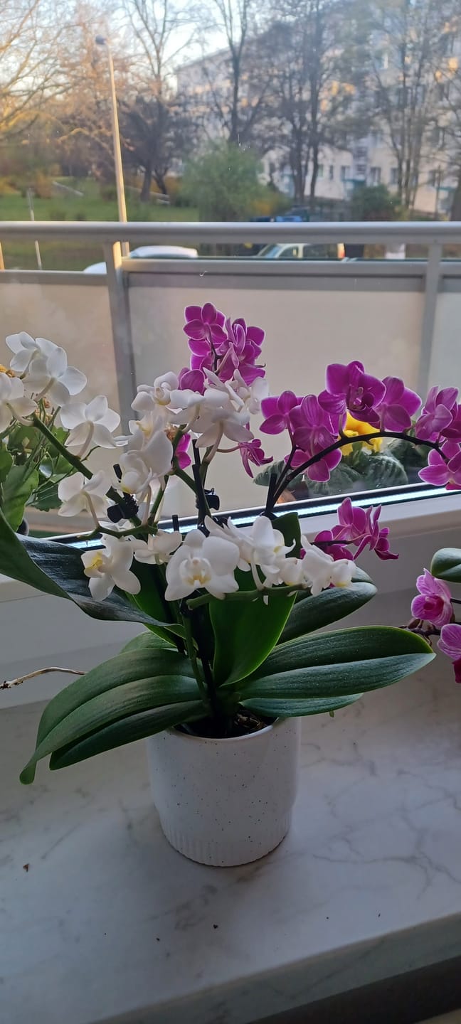 Customer photo review of Cocktail Orchidee mit violett-weißen Blüten und 5+ Rispen