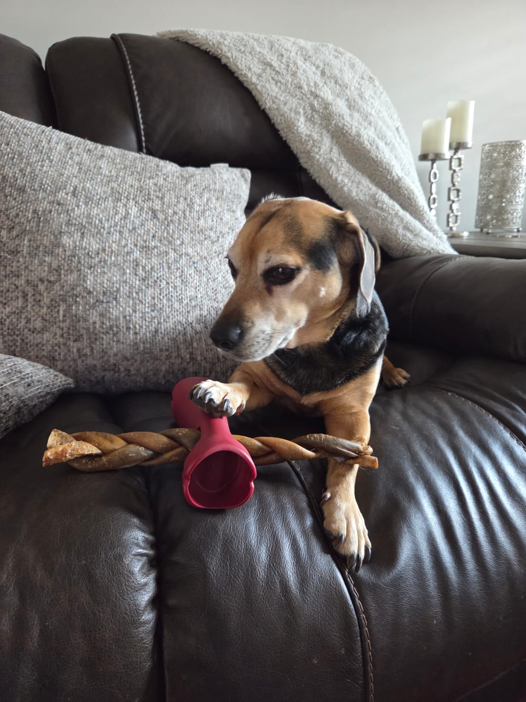 Customer photo review of Bully Stick Safety Holder