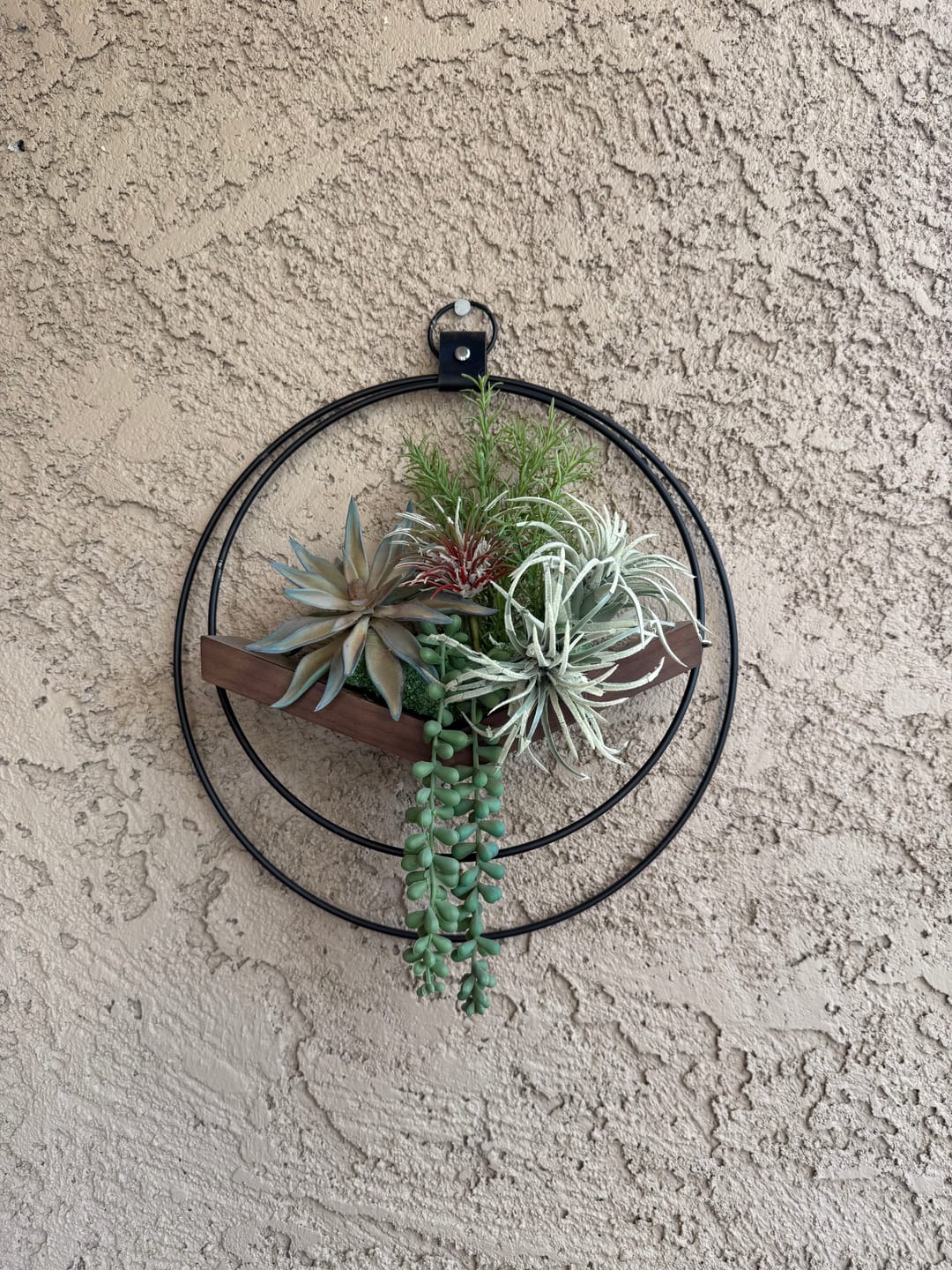Customer photo review of Air Plant V-Hanger