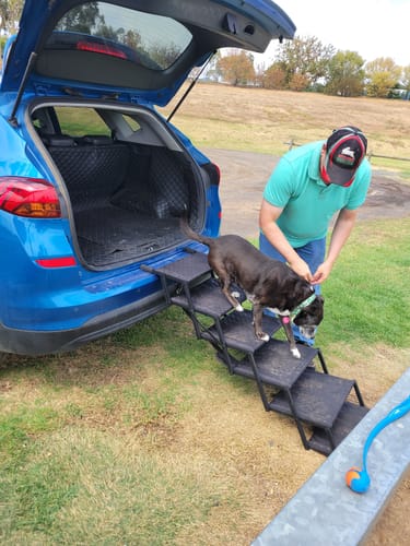Reviewer guiding a large dog up the foldable aluminum pet steps into the back of a car.