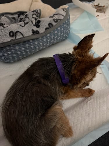 Customer's small dog wearing the purple PawLax Collar while resting on a white pad.
