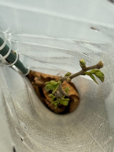 Customer photo review of Tree Pro Grow Tubes