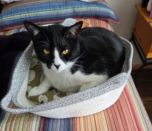 Customer photo review of Instinct Basket | Meet the first research-backed natural territory for indoor cats