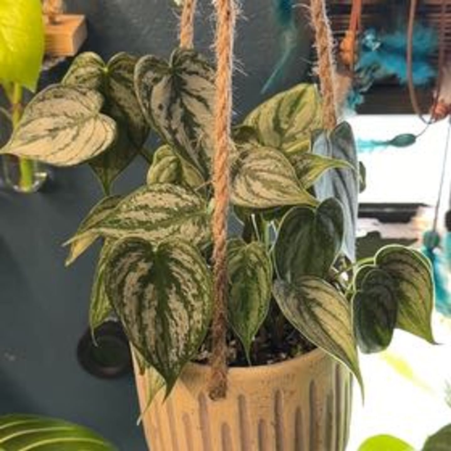 Customer photo review of Philodendron brandtianum