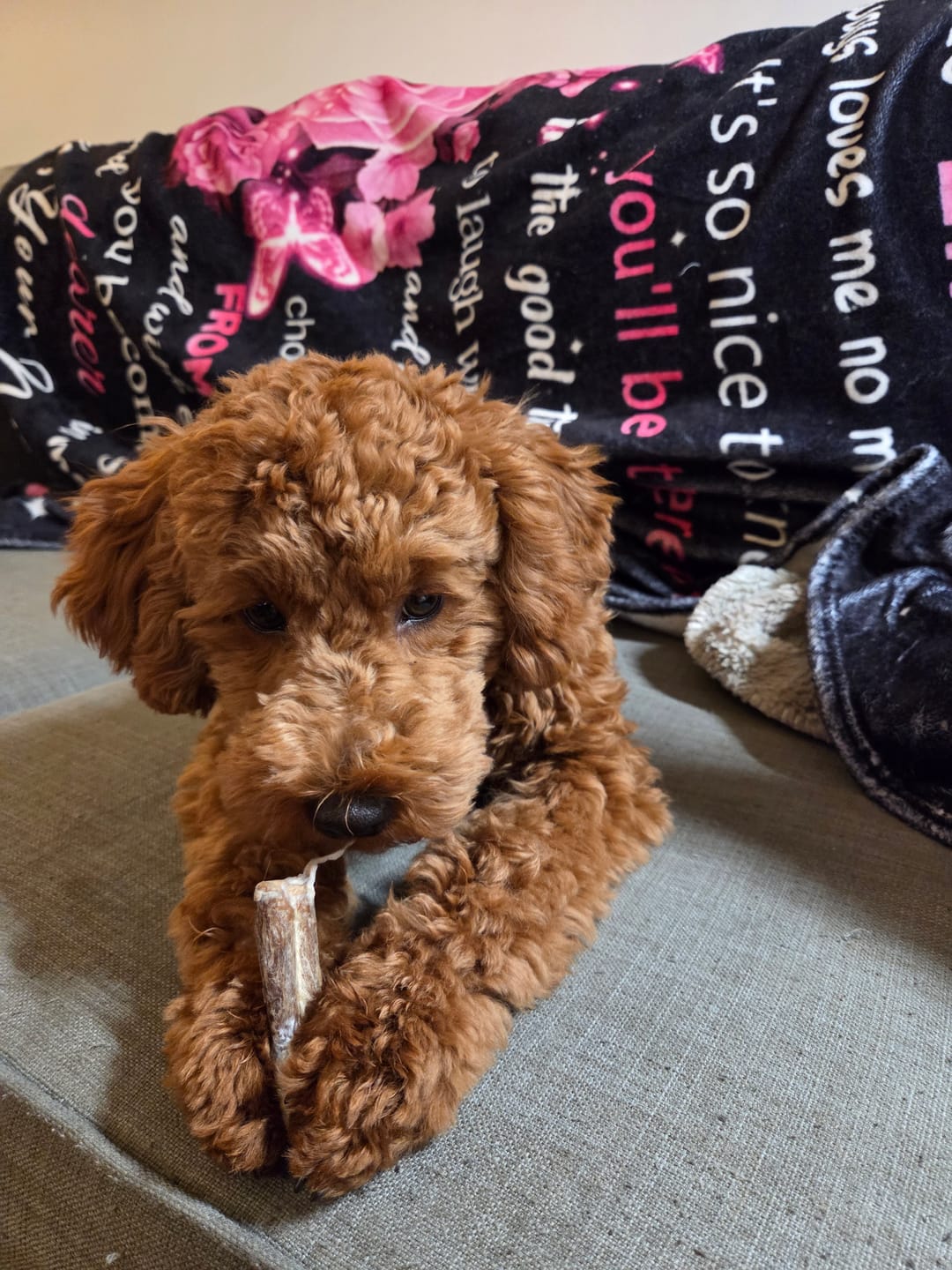 Customer photo review of 6 Inch Monster Bully Stick