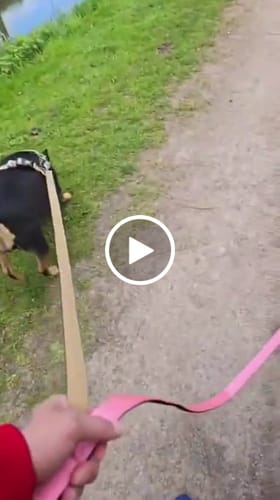 Customer video review of 1.4m Swivel Combat Lead | Anti-Tangle & Secure Clip - Pink