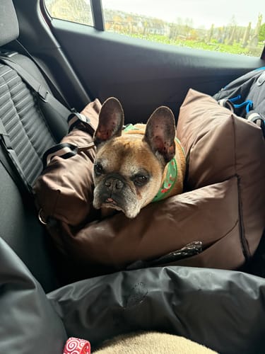 Customer photo review of The Dog Dock V2 New & Improved with ISO Fix