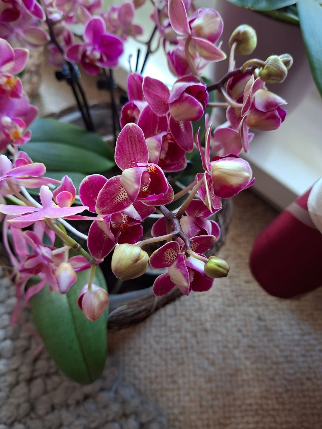 Customer photo review of Pelorische Orchidee Table Dance Chamonix mit weinroten Blüten und 2+ Rispen
