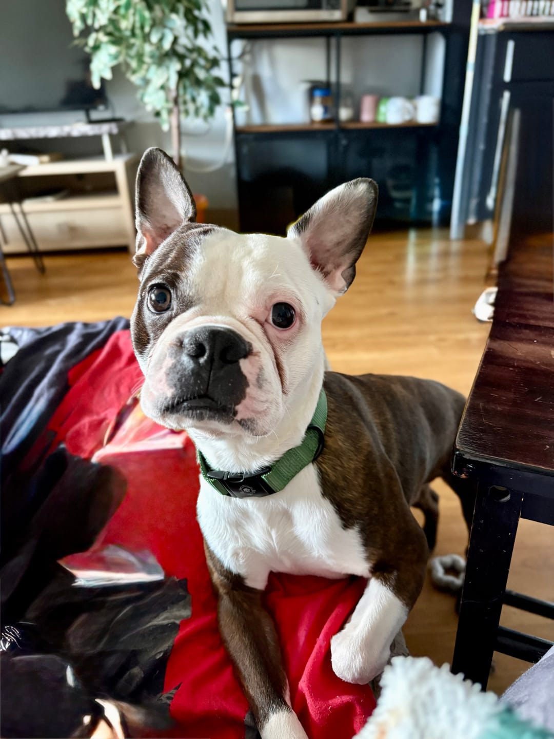 Customer photo review of Mystery Box - Dog