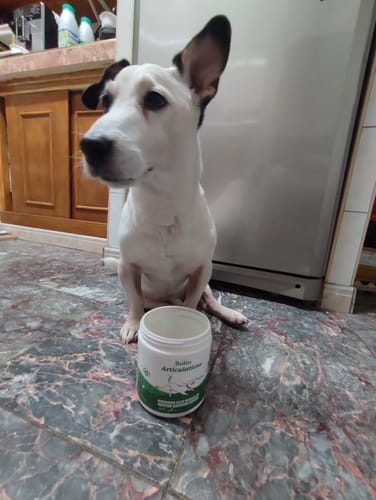 Le petit chien d'un client assis sur un sol carrelé à côté du pot ouvert de Complément articulations.