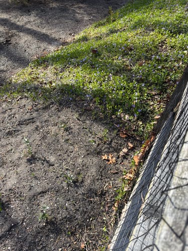 Customer photo review of Vinca Minor Bowles - Creeping Myrtle Periwinkle Evergreen Groundcover with Blue Flowers
