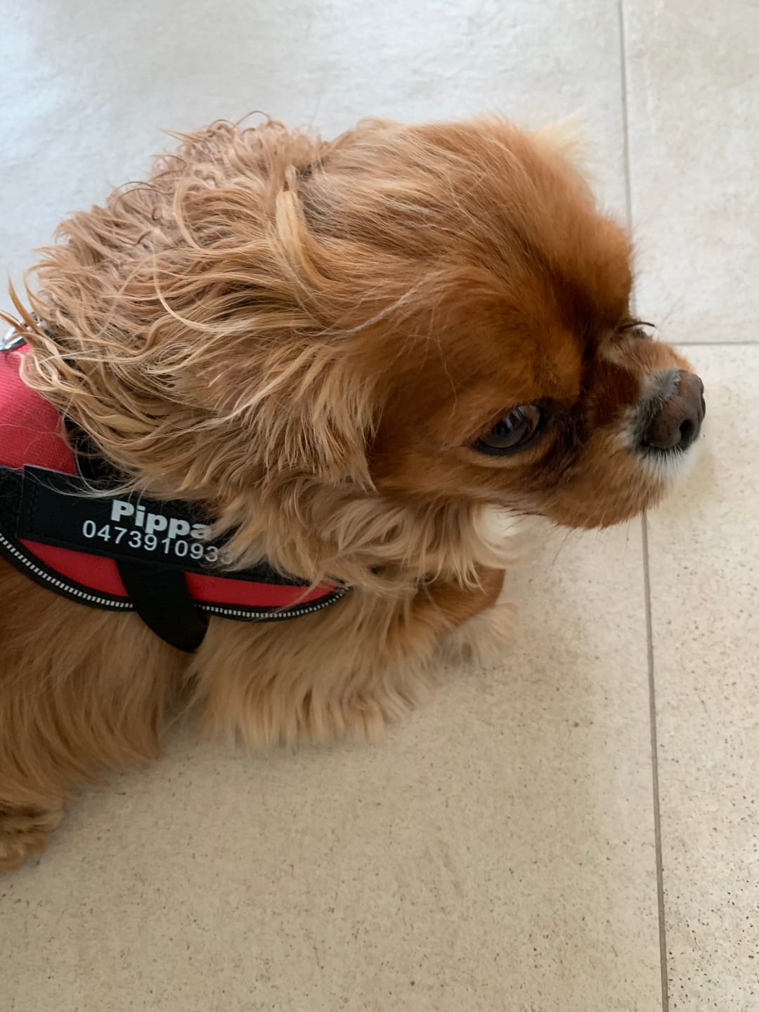 Customer photo review of PawGuard - Gepersonaliseerd Hondentuigje