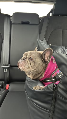 Customer photo review of The Dog Dock V2 New & Improved with ISO Fix