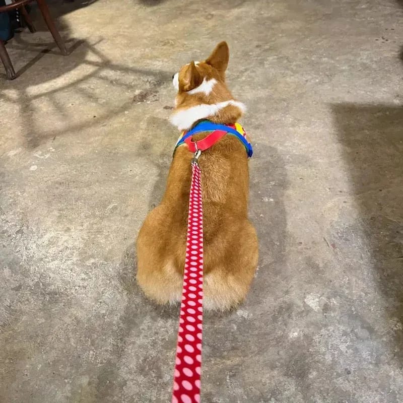 Customer photo review of Chroma Pet Harness & Leash Set (Red)