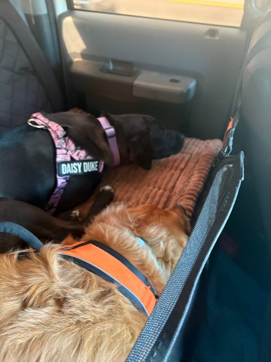 Customer photo review of CozyRider™ 2.0