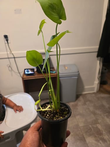 Customer photo review of Monstera Deliciousa Live Indoor Plant, Easy Care Low Light Houseplant, Air Purifier Monstera Gift Plant Mother's Day Pet Friendly Plant