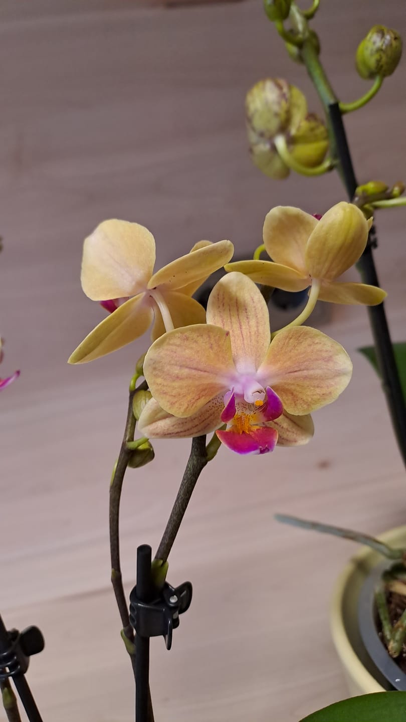 Customer photo review of Table Dance El Paso mit gelb-orange-gestreiften Blüten und 2 Rispen
