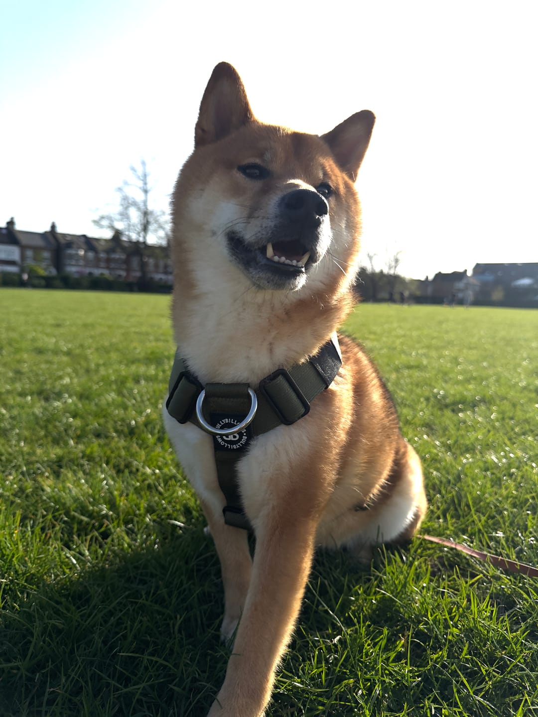 Customer photo review of Anti-Pull TRI-Harness® | Training Dog Harness for All Breeds - Khaki
