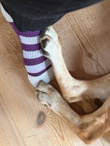 Anmelder, der bærer en lilla og hvidstribet støttestrømpe, med en hunds poter, der hviler på foden.