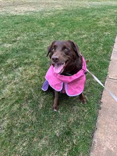 Reviewer's brown dog sitting happily on the grass wearing the pink Breatheshield™ Dog Raincoat with a leash attached.
